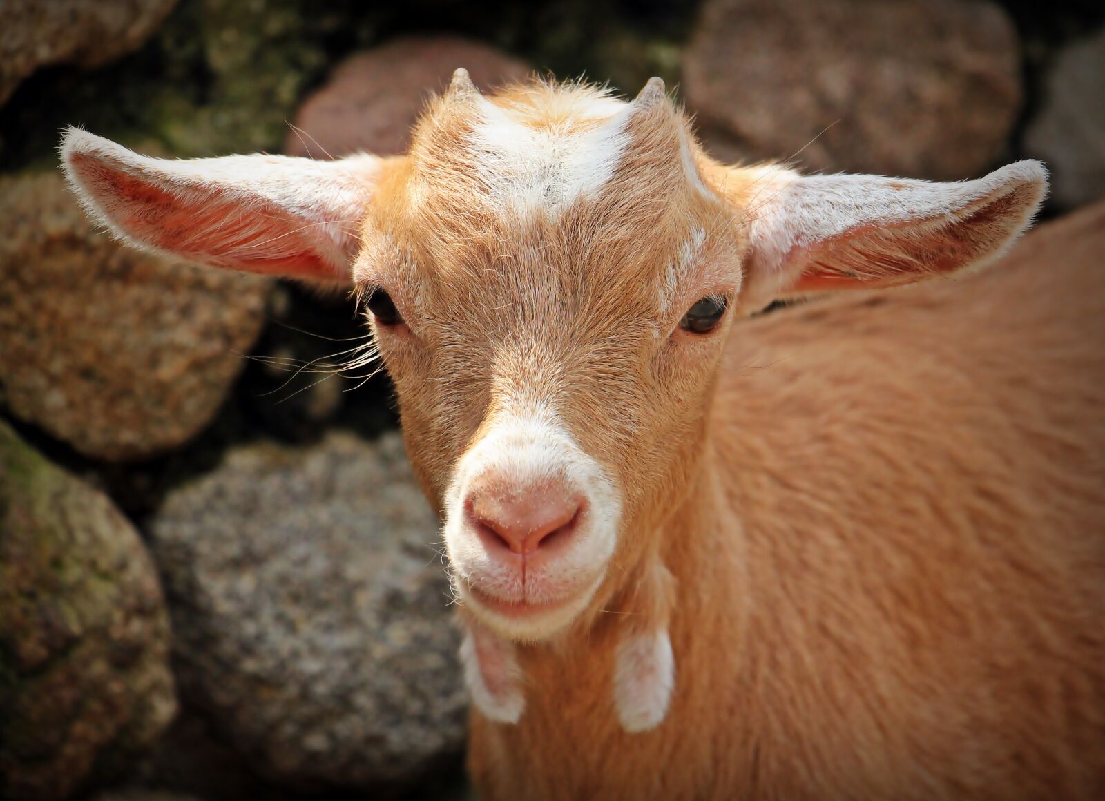 Canon EOS 550D (EOS Rebel T2i / EOS Kiss X4) sample photo. Goat, animal, horns photography