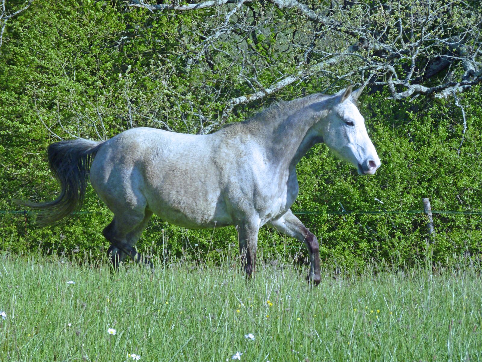 Panasonic Lumix DMC-FZ35 (Lumix DMC-FZ38) sample photo. Mare, horse, nature photography