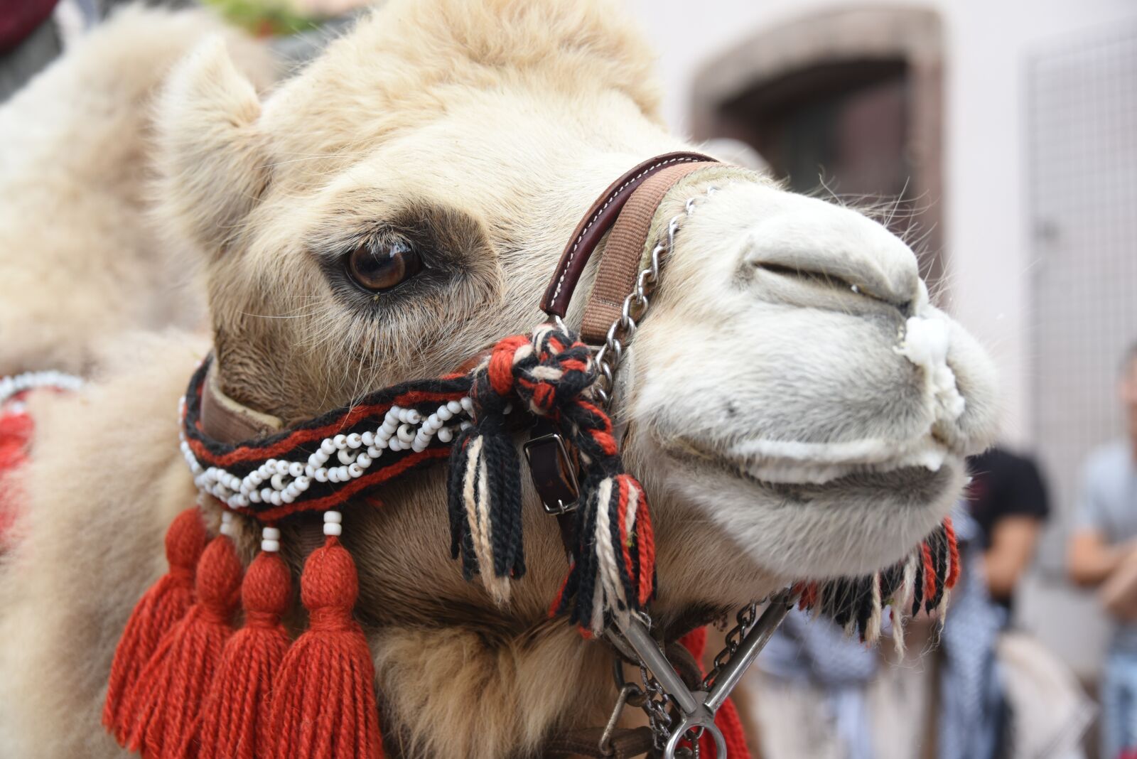 Nikon D750 sample photo. Camel, animal, head photography