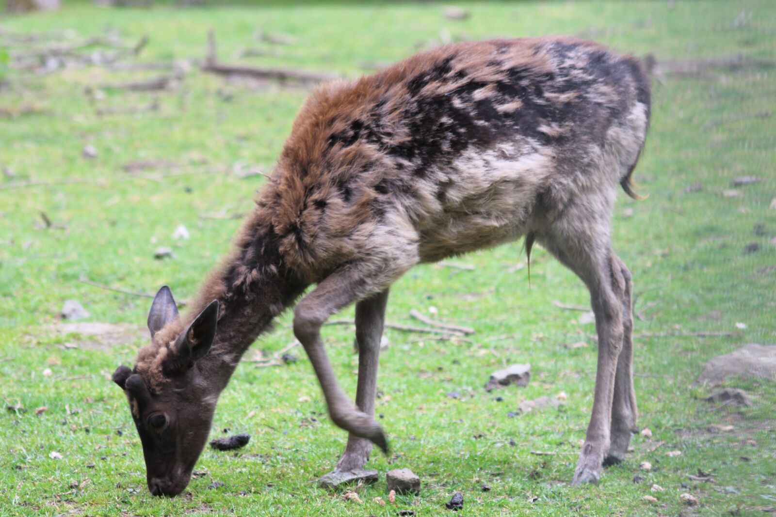 Canon EOS 600D (Rebel EOS T3i / EOS Kiss X5) sample photo. Sika deer, fawn, hirsch photography