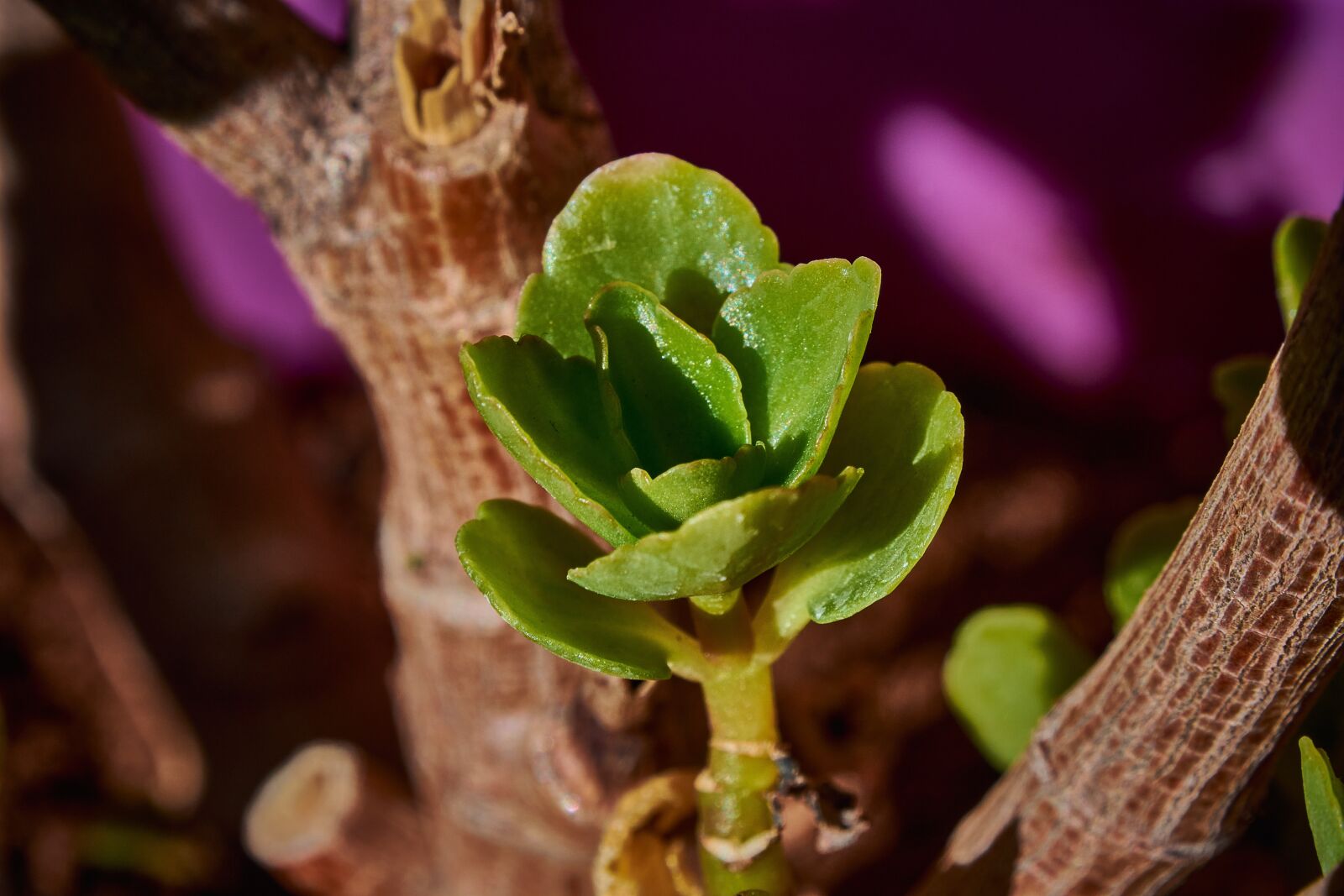 Nikon D7200 sample photo. Garden, outbreaks, plant photography