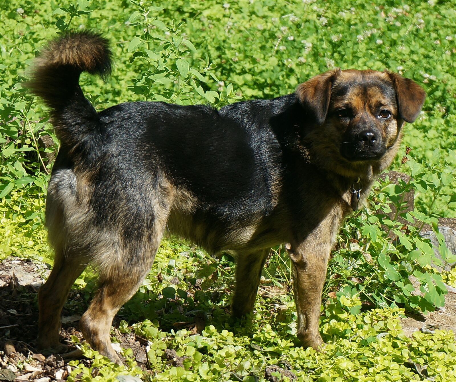 Sony Alpha NEX-5T sample photo. Jake, rescue dog, cute photography