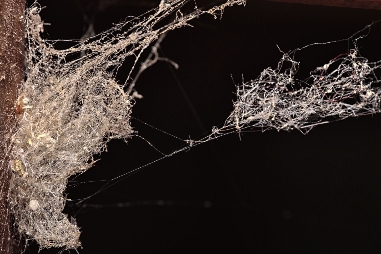 Canon EOS 60D sample photo. Spider web, spider, nature photography