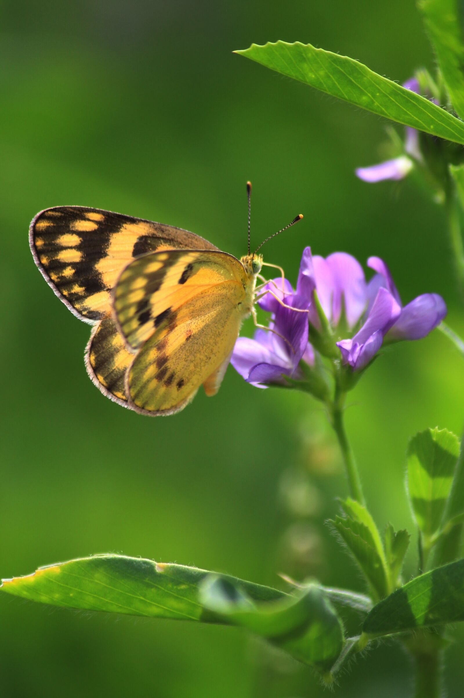 Canon EOS 1200D (EOS Rebel T5 / EOS Kiss X70 / EOS Hi) sample photo. Butterfly, nature, outdoors photography