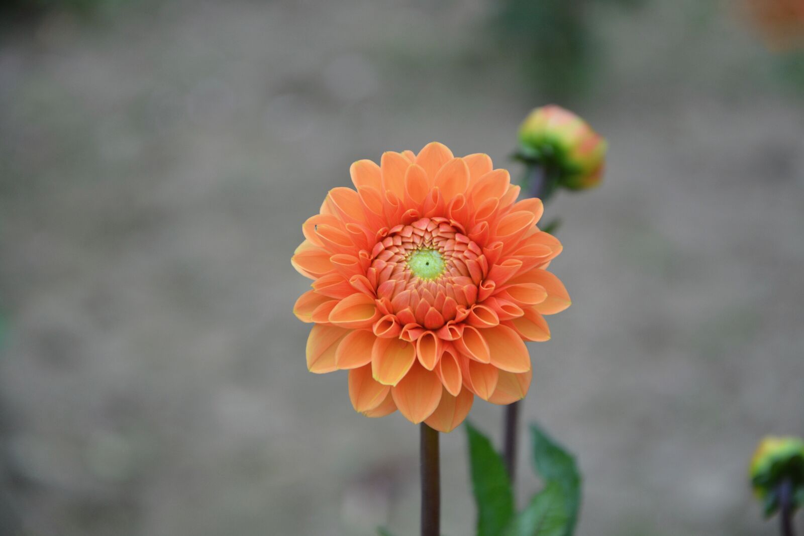 Nikon D5200 sample photo. Flower, button, orange photography