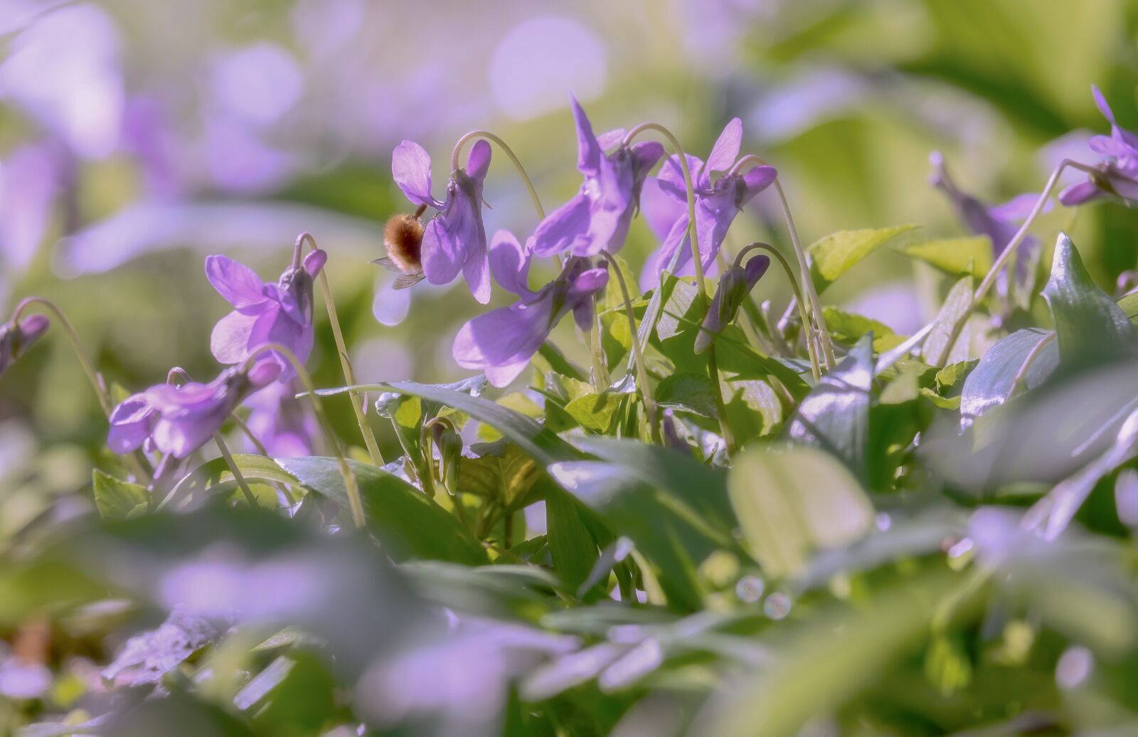 Fujifilm XF 55-200mm F3.5-4.8 R LM OIS sample photo. Wald violet, violet, flowers photography