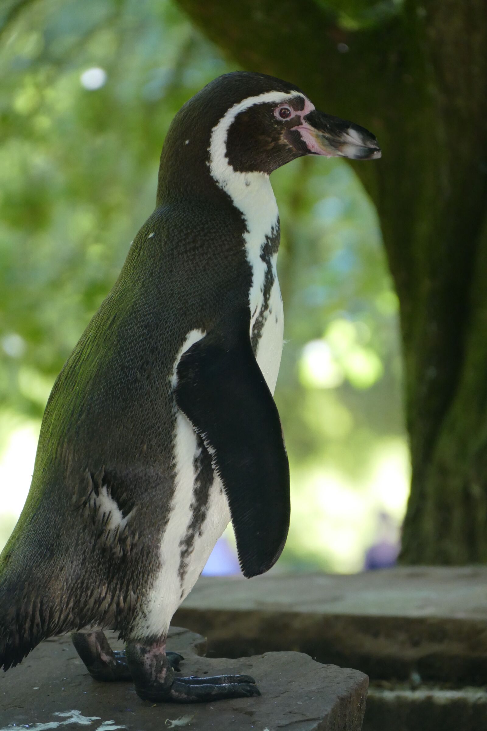 Panasonic Lumix DMC-FZ1000 sample photo. Penguin, close up, detail photography