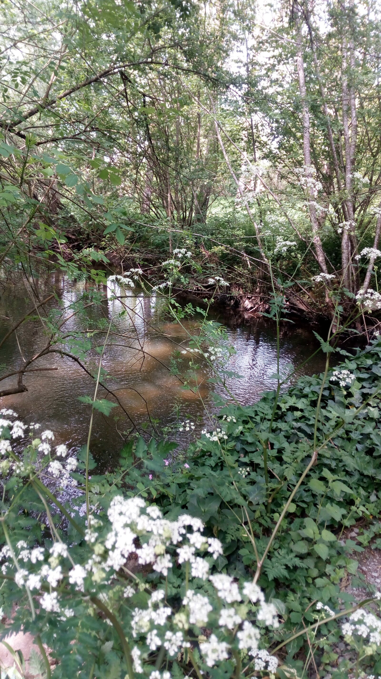 HUAWEI MYA-L11 sample photo. Flowers, river, nature photography