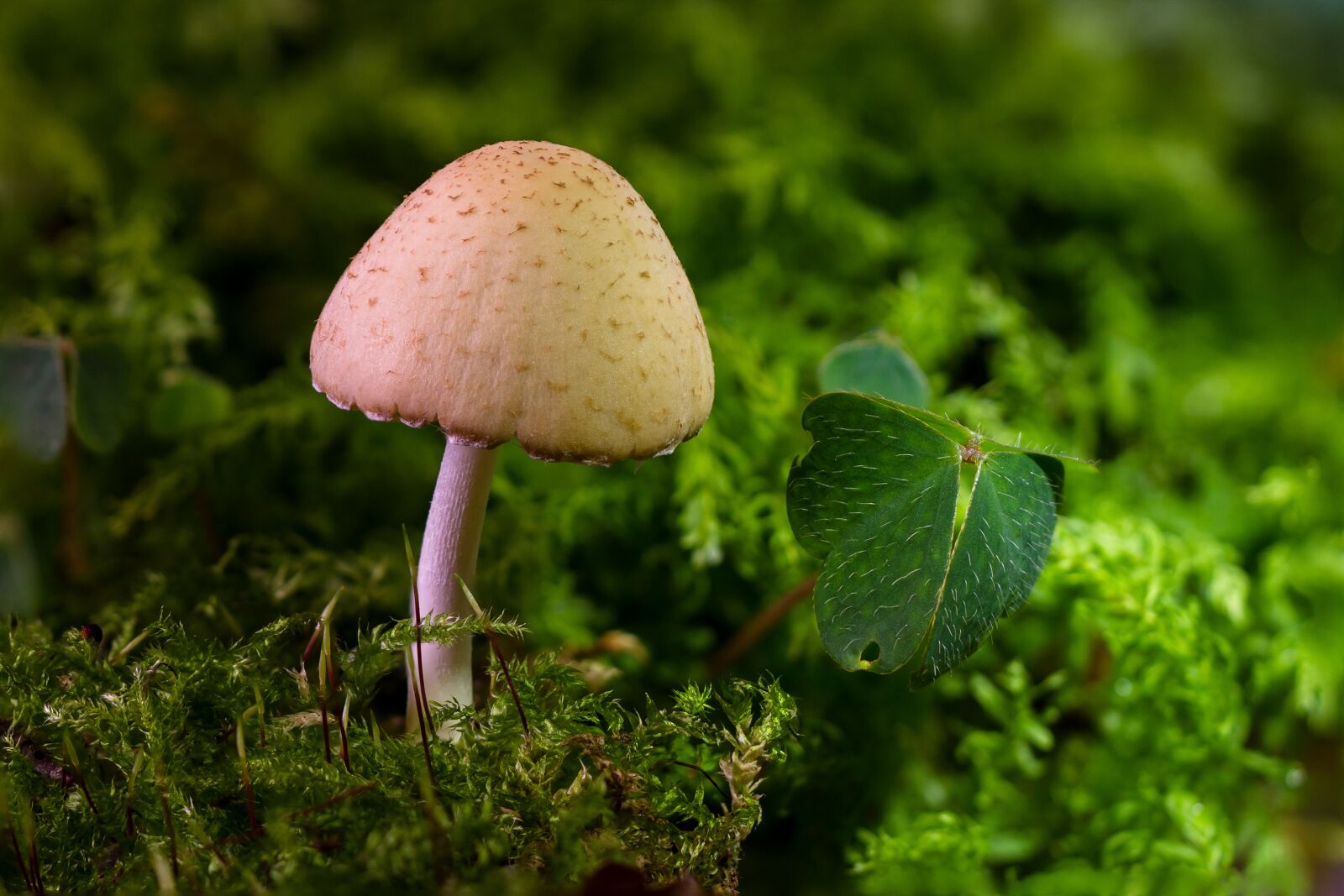 Canon EOS 7D sample photo. Mushroom, mini mushroom, sponge photography