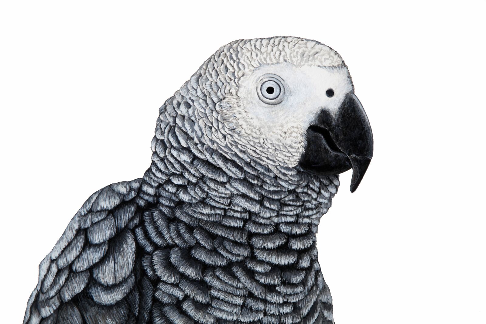 Canon EOS 5D Mark II sample photo. Gray, parrot, cute photography