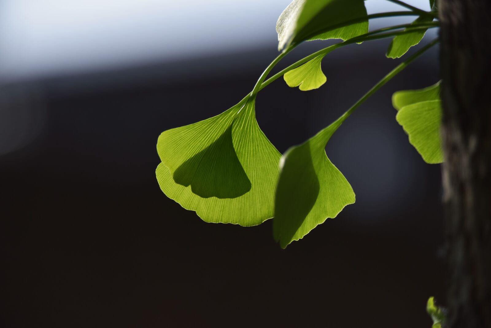 Nikon D810 sample photo. Ginkgo trees, light and photography