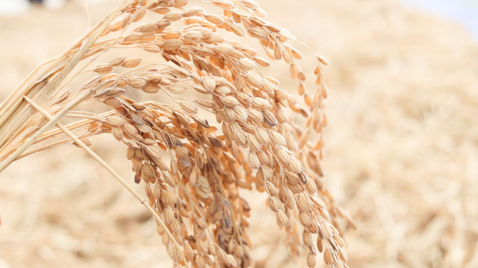 Canon EF-S 24mm F2.8 STM sample photo. Ch, autumn, rice photography