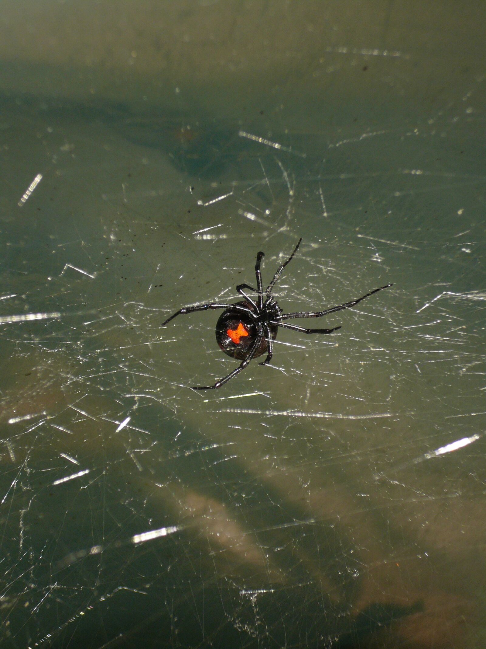Panasonic DMC-FX07 sample photo. Spider, black widow, venomous photography