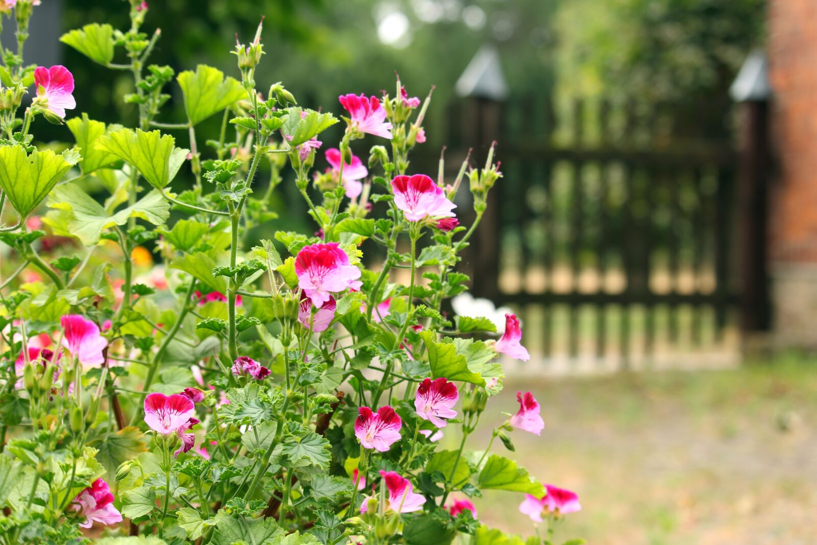 Canon EF-S 55-250mm F4-5.6 IS STM sample photo. Garden, garden gate, gate photography