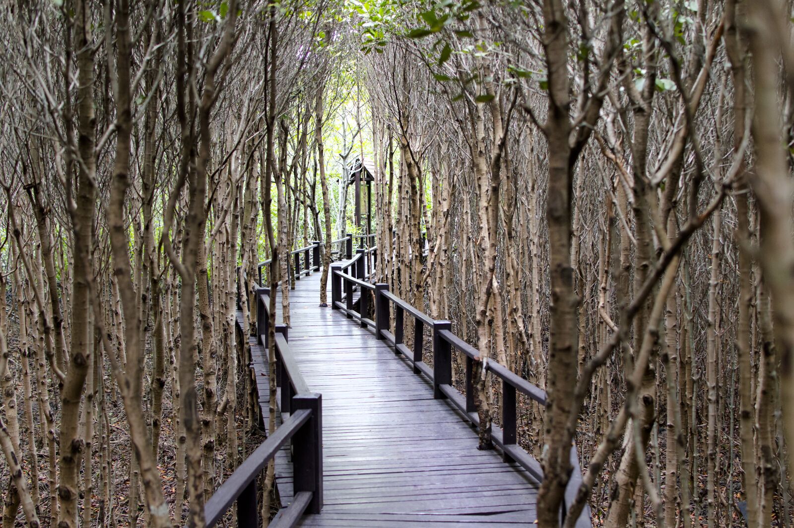 Nikon D3200 sample photo. Wood bridge, mangrove forest photography