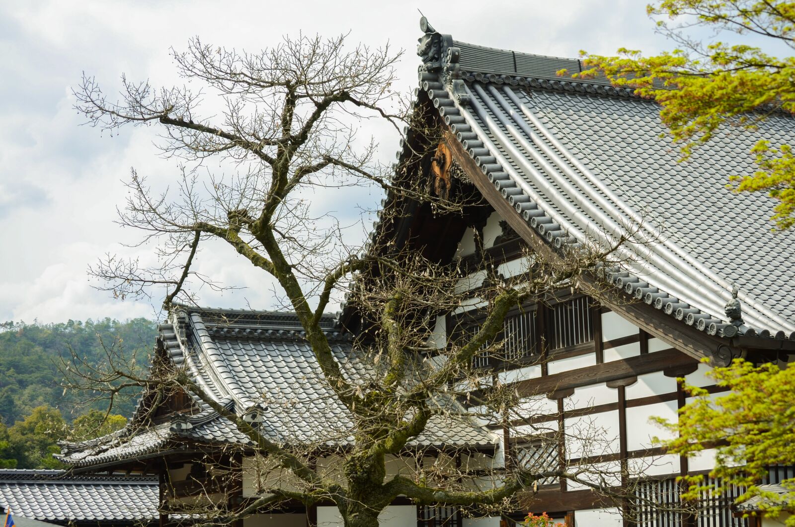 Nikon D7000 sample photo. Beauty, autumn, kyoto photography