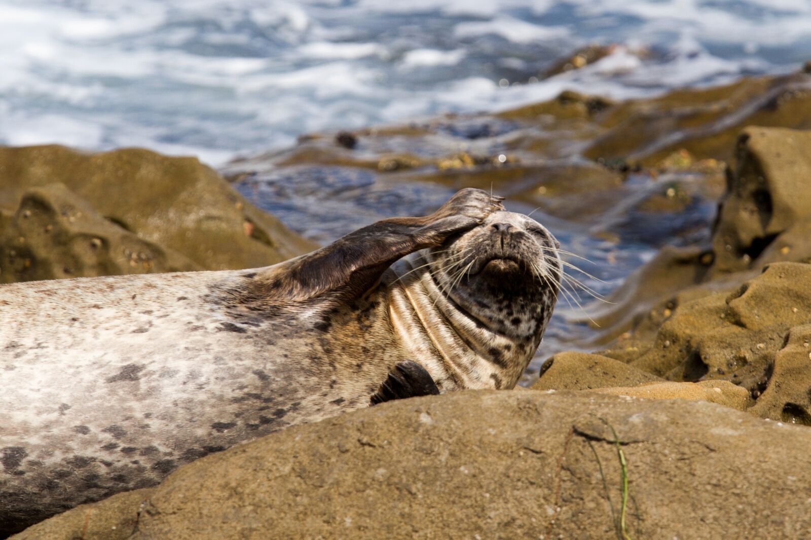 Canon EOS 7D sample photo. Robbe, seal, aquatic animal photography