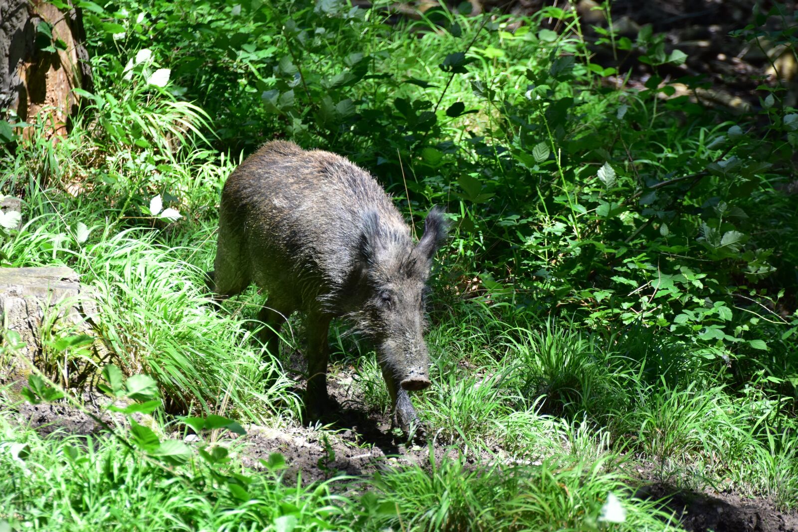Nikon D5600 sample photo. Wild boar in the photography