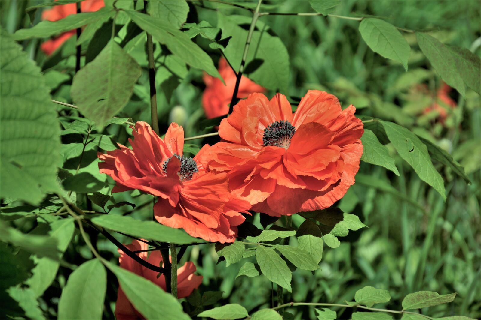 Nikon D7100 sample photo. Flowers, poppies, polly flowers photography
