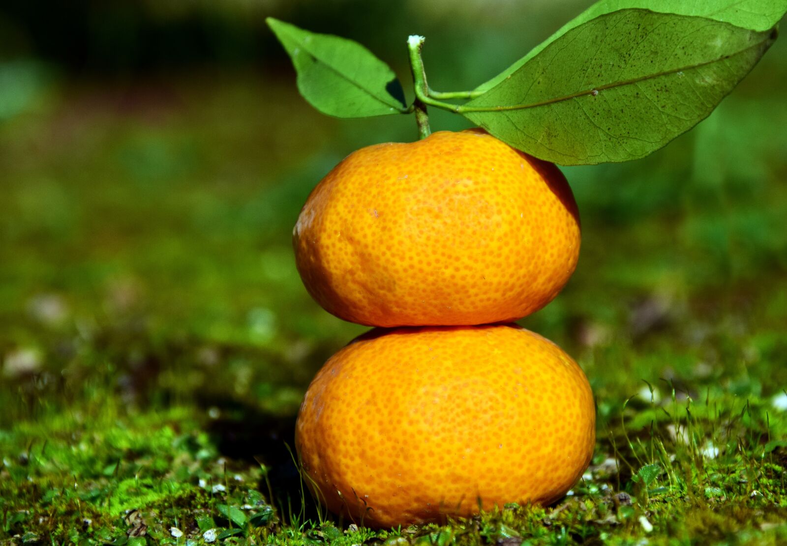 Nikon D3300 sample photo. Tangerines, citrus fruits, fruit photography