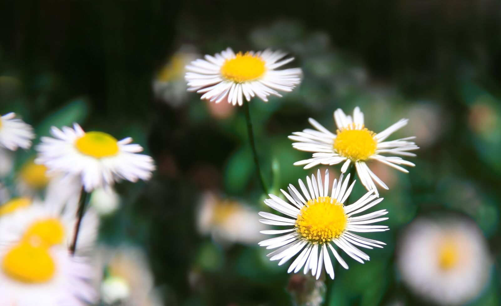 Canon EOS 40D sample photo. Daisy, flowers, meadow photography