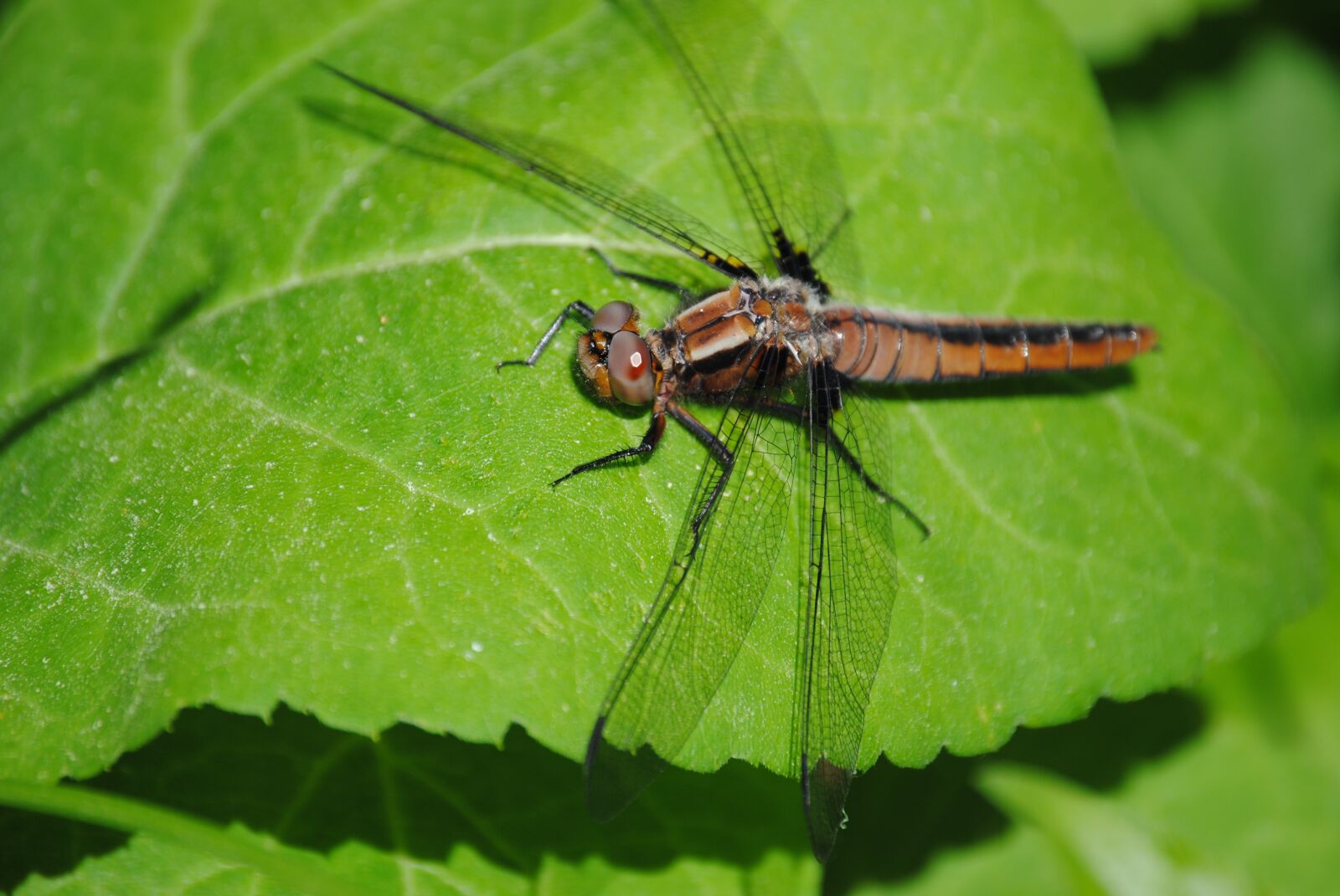 Nikon D3000 sample photo. Dragonfly, bug, leaf photography