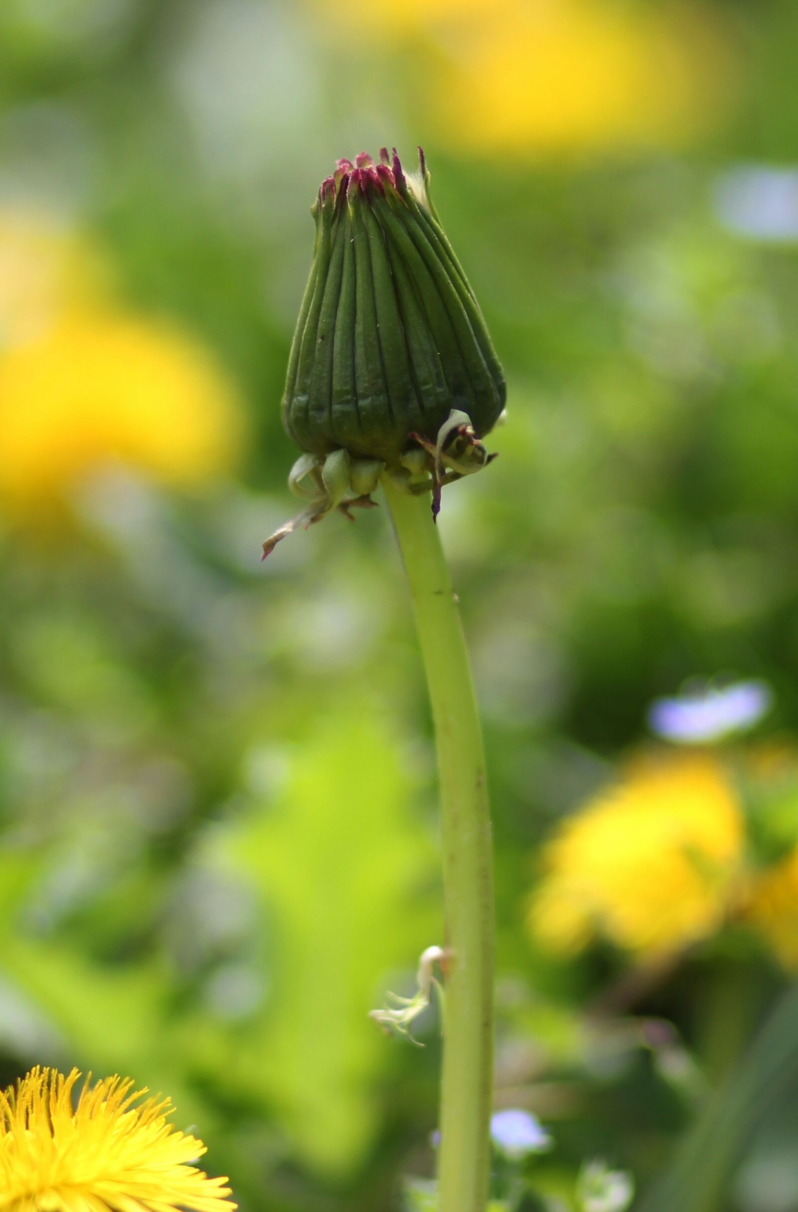 Canon EF 85mm F1.8 USM sample photo. Dandelion, freshman, green photography