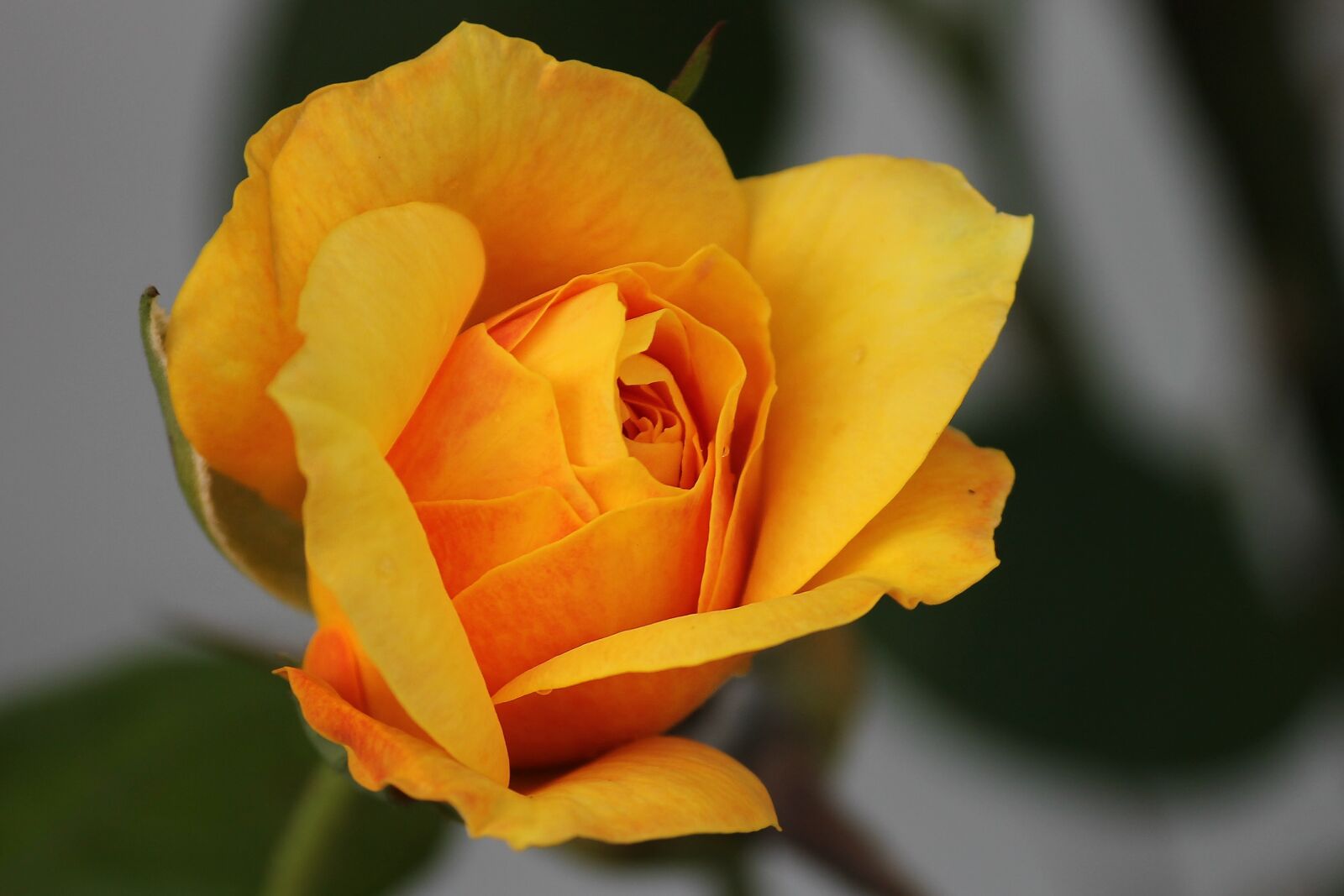 Canon EOS 1100D (EOS Rebel T3 / EOS Kiss X50) sample photo. Rose, yellow, orange photography