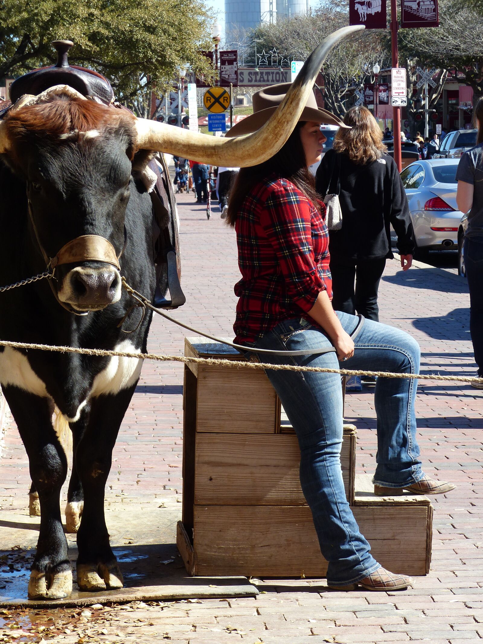Panasonic Lumix DMC-FZ200 sample photo. Forth worth, texas, longhorn photography