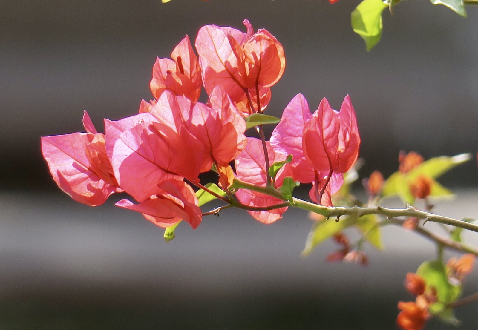 Canon PowerShot G3 X sample photo. Nature, plant, flower photography