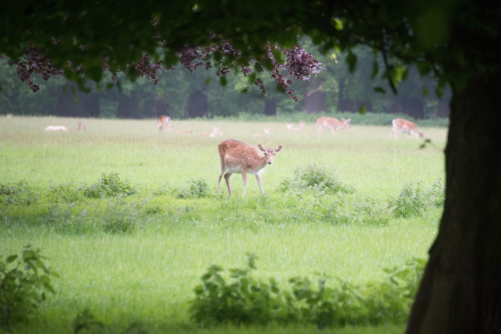 Nikon D800 sample photo. Deer, young, fawn photography