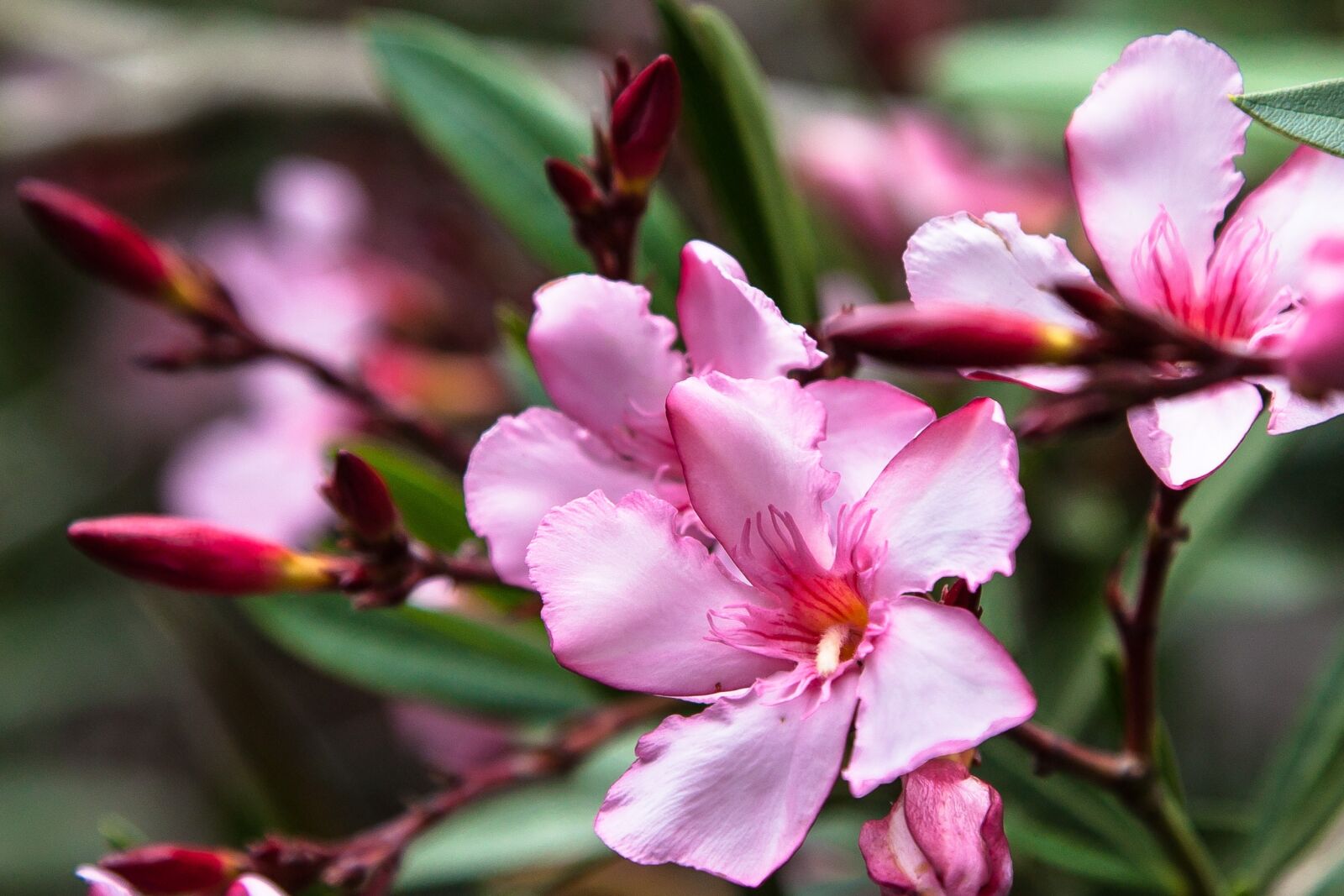 Canon EOS 5D Mark II sample photo. Plant, flowers, pink photography