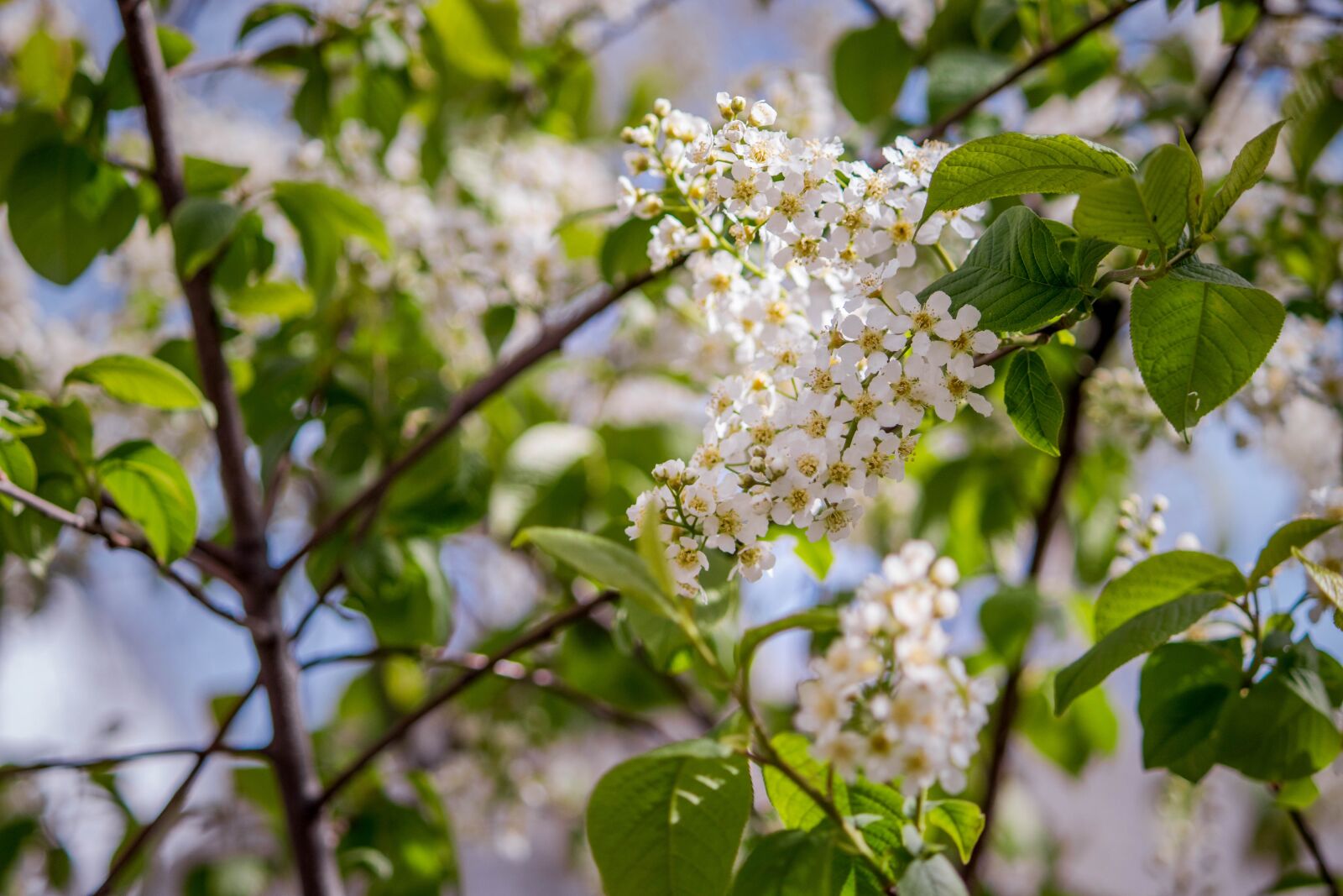 Canon EOS 200D (EOS Rebel SL2 / EOS Kiss X9) sample photo. Bird cherry, bloom, flowers photography