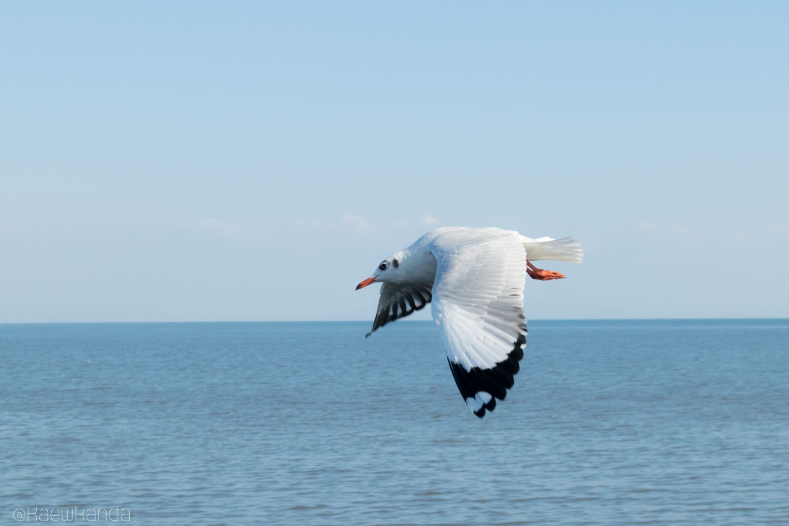 Nikon D5300 sample photo. Seagull, sea, nature photography