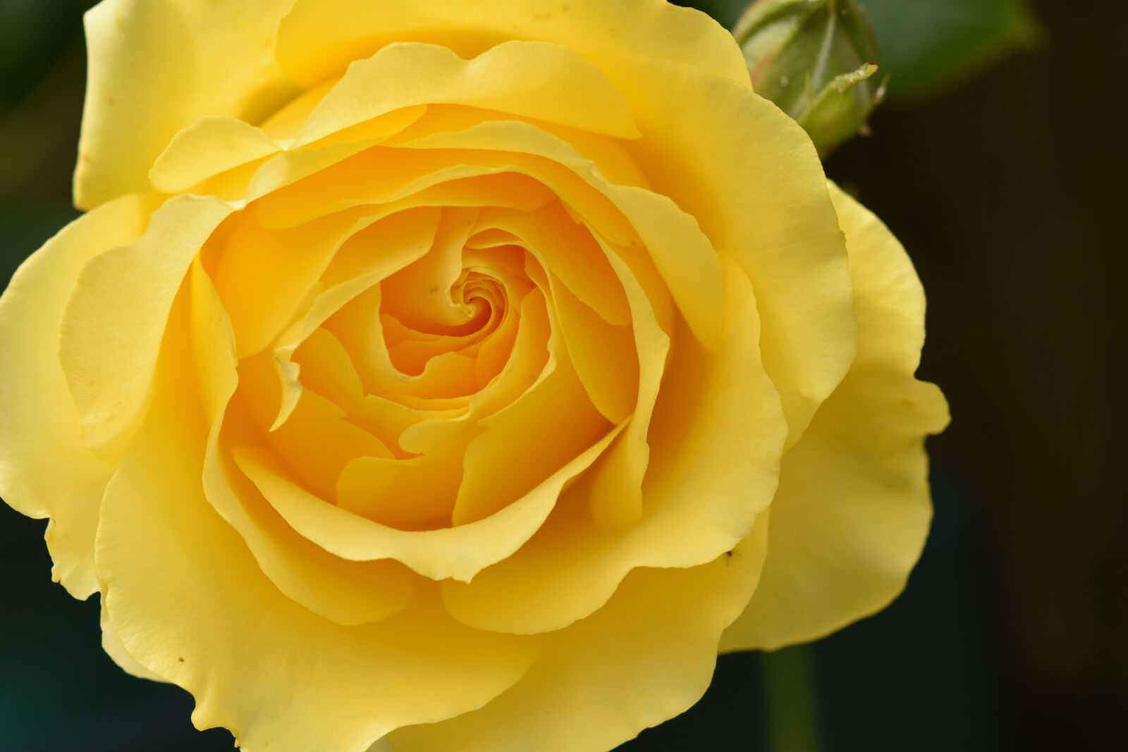 Nikon D5600 sample photo. Yellow rose, flower, plant photography