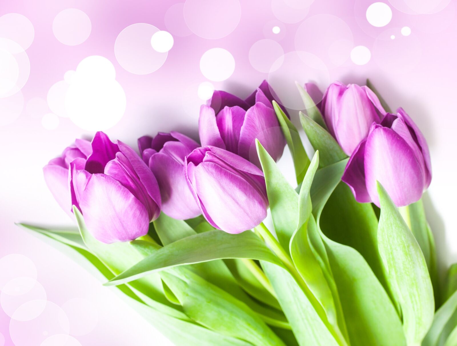 Canon EOS 500D (EOS Rebel T1i / EOS Kiss X3) sample photo. Tulip, flowers, bokeh photography