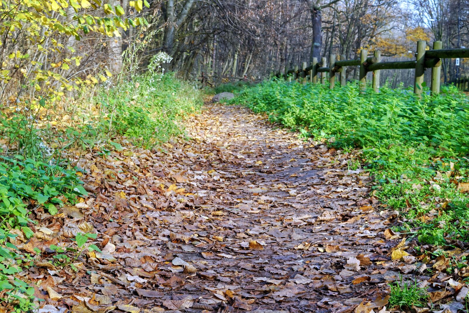 Nikon D3100 sample photo. Landscape, road, path photography