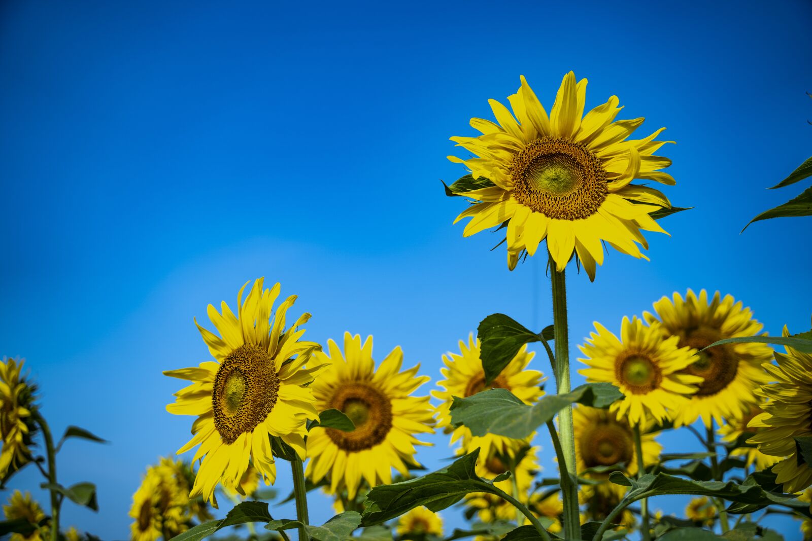 Sony a7 III sample photo. Flower, sunflower, nature photography