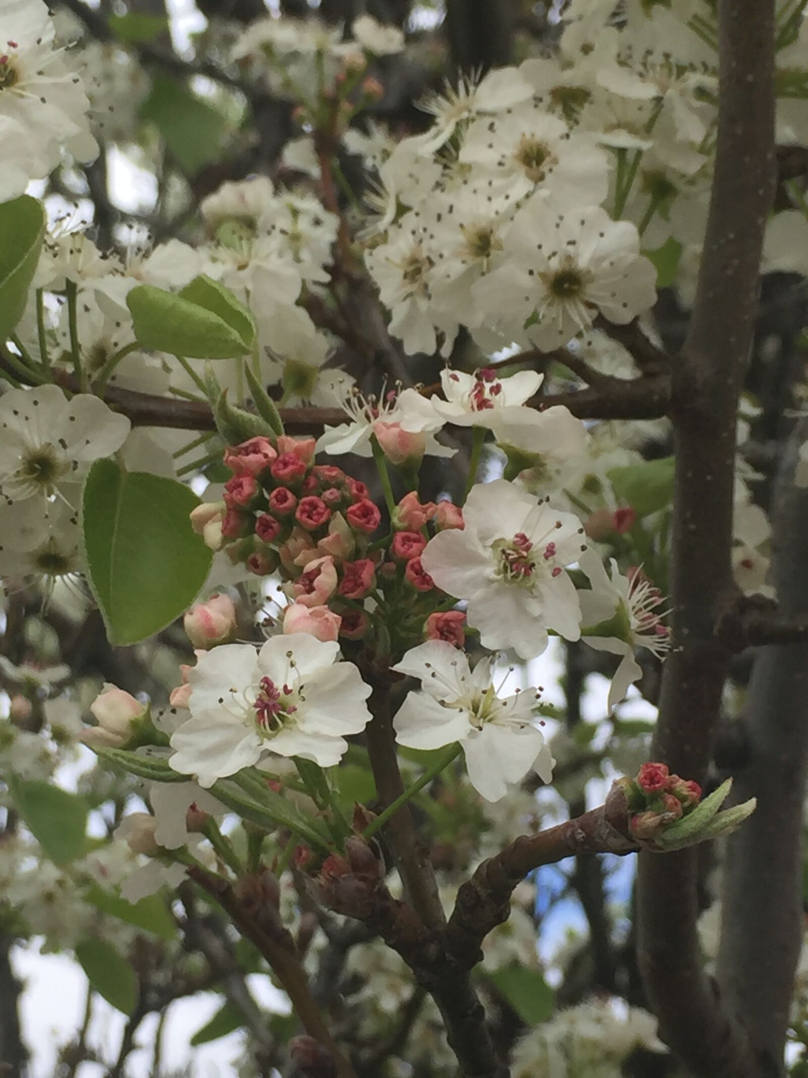 Apple iPhone 6 sample photo. Blossoms, spring, buds photography