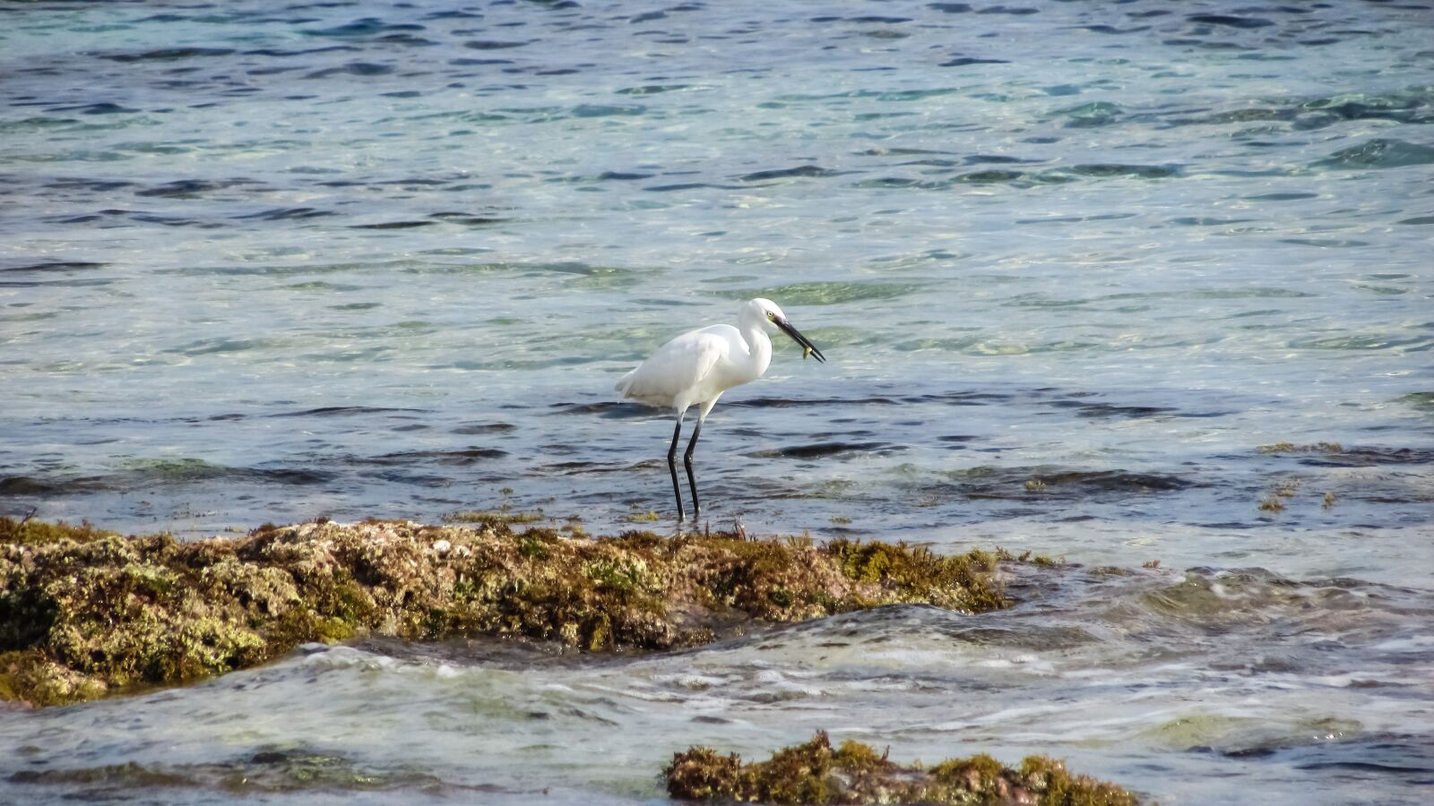 Canon PowerShot SX400 IS sample photo. Cyprus, protaras, heron photography