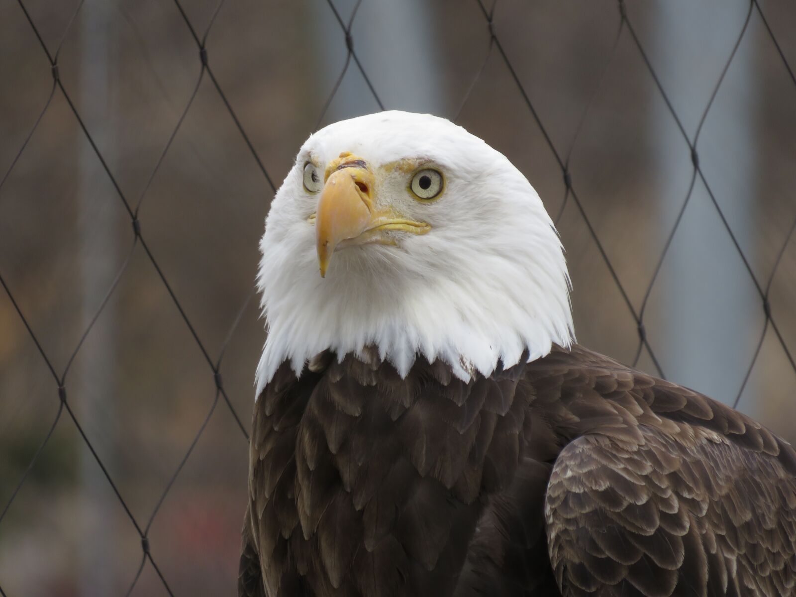 Canon PowerShot SX540 HS sample photo. Bald eagle, serious, bird photography