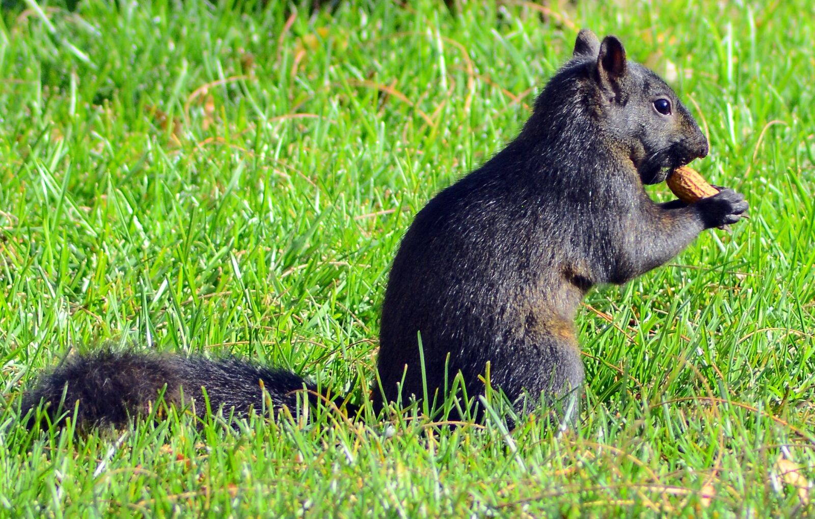 Nikon D5100 sample photo. Squirrel, animal, adorable photography