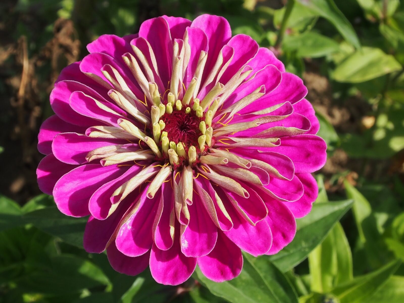 Olympus OM-D E-M5 sample photo. Pink, zinnias, flower photography
