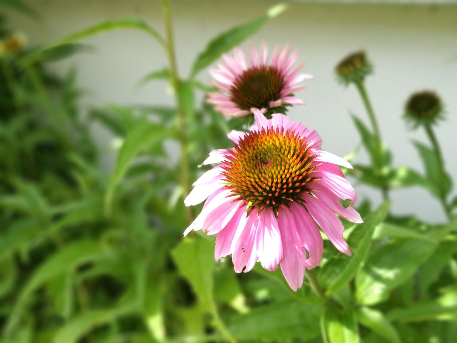 HUAWEI P9 sample photo. Nature, plant, summer photography