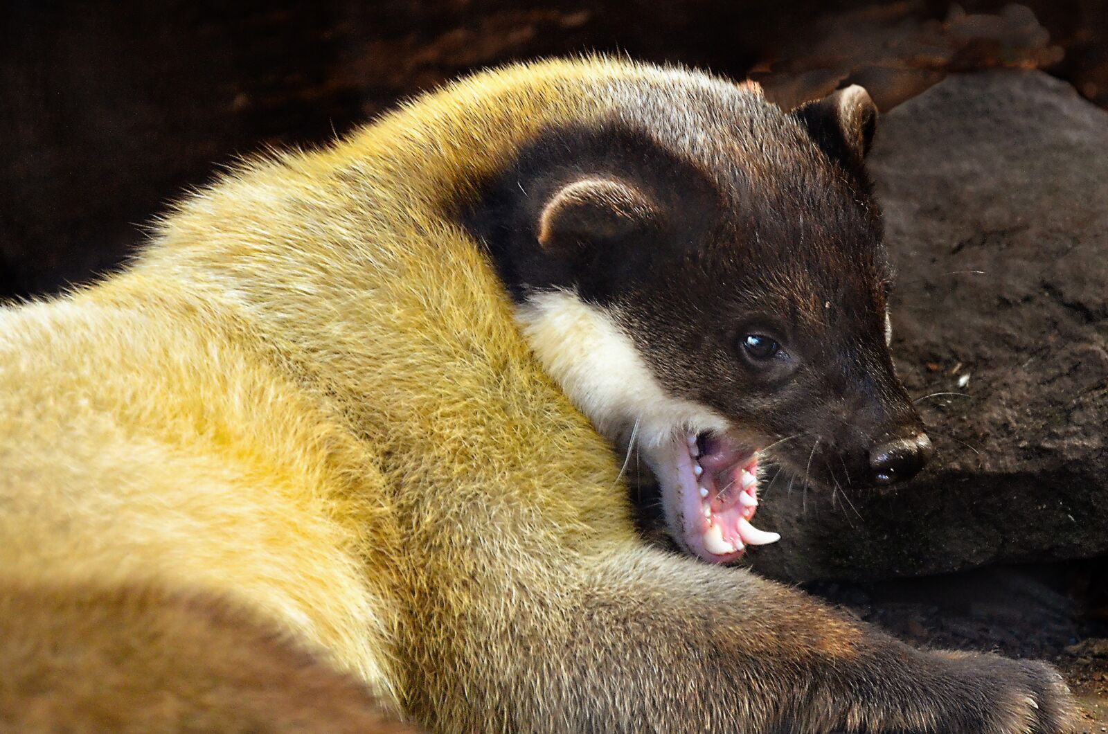 Nikon D5100 sample photo. Yellow throated marten, gold photography