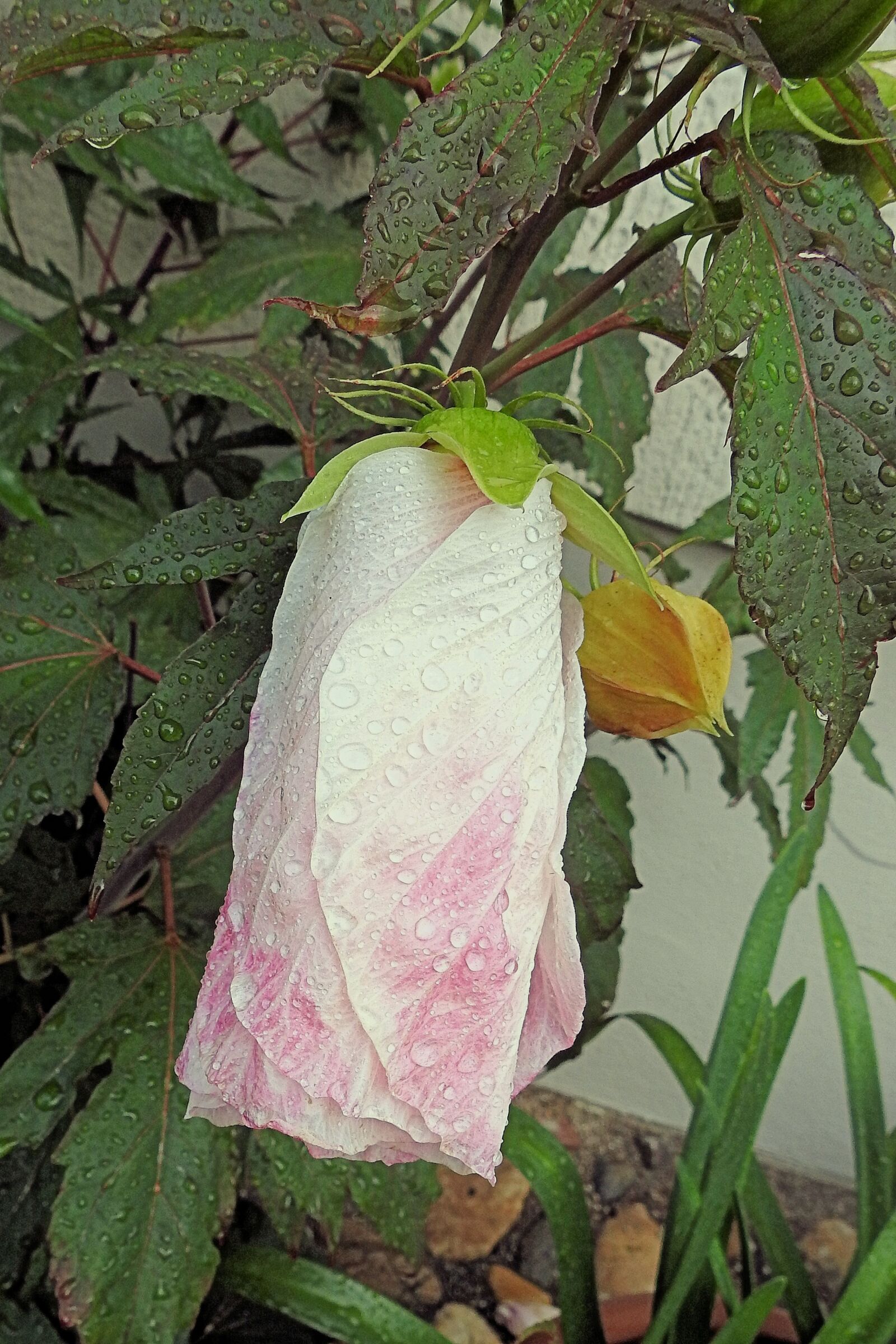 Nikon Coolpix P900 sample photo. Giant hibiscus, raindrop, hibiscus photography