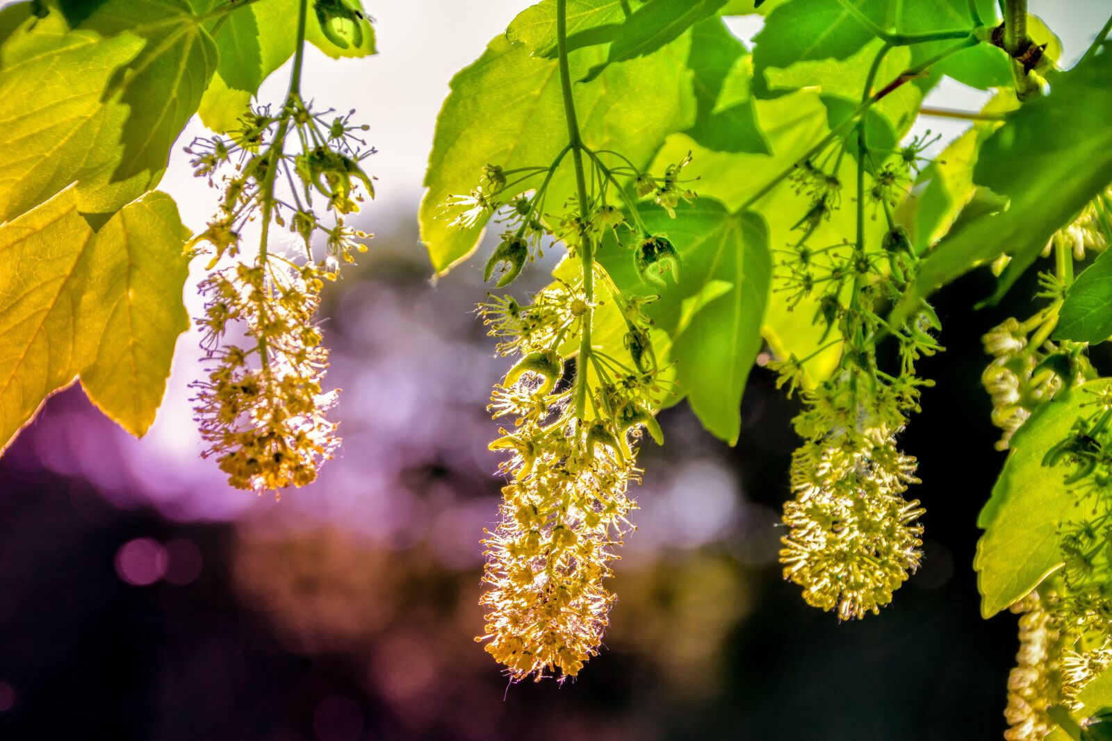 Canon EOS 60D sample photo. Maple, nature, plant photography