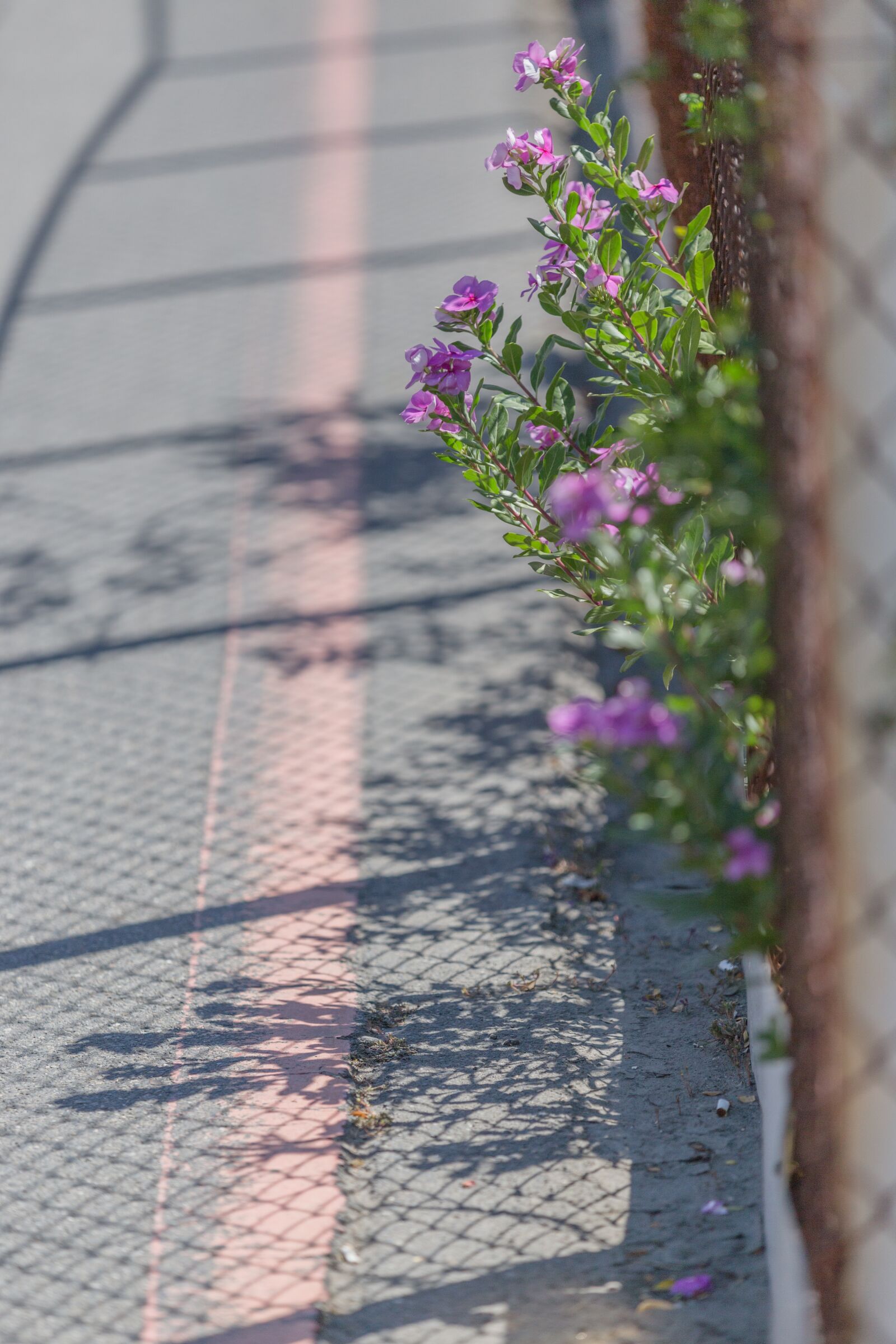 Canon EOS 6D sample photo. Nature, green, leaf photography