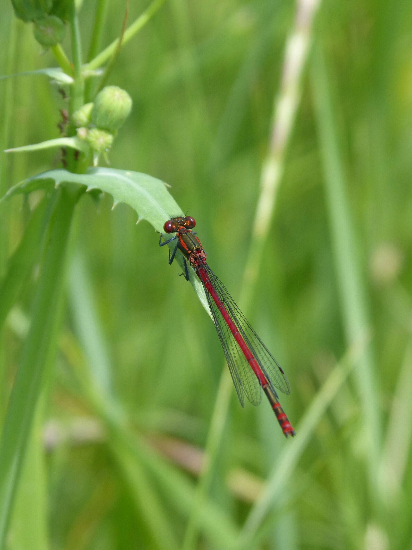 Panasonic DMC-FZ62 sample photo. Dragonfly, damselfly, leaf photography