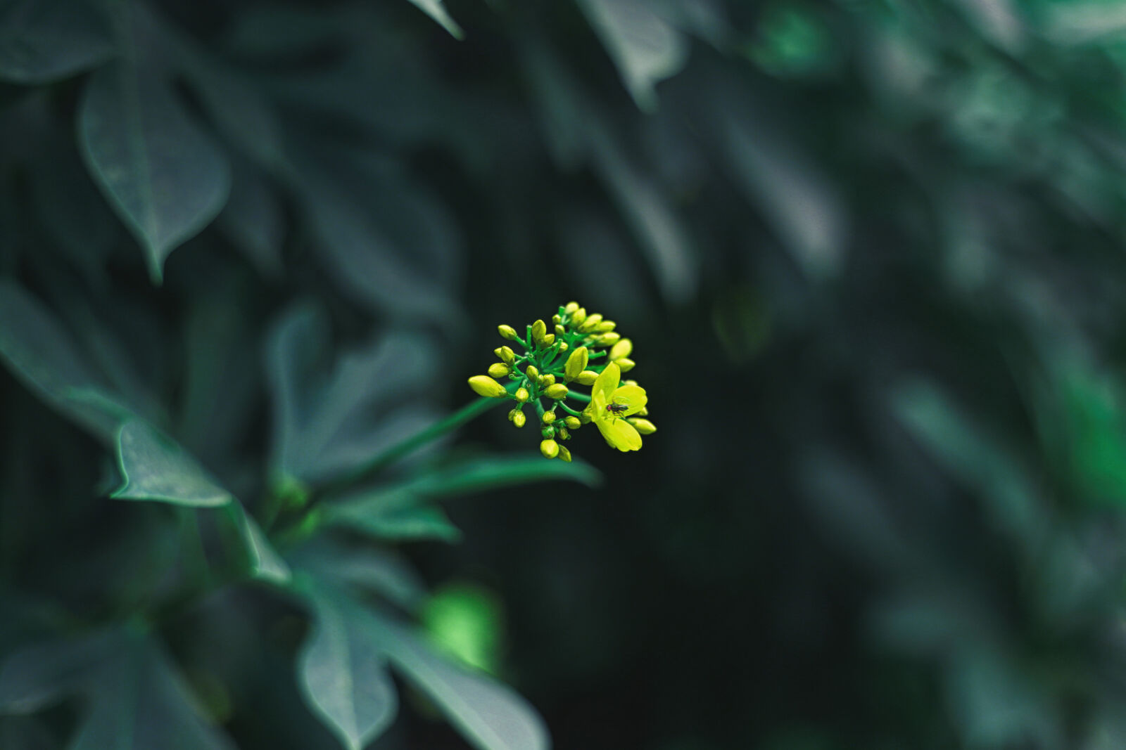 Canon EOS 6D + Canon EF 50mm F1.8 II sample photo. Dark, green, flower, fly photography